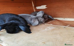 Mini Lop rabbits for sale: Rabbit  - Image 5