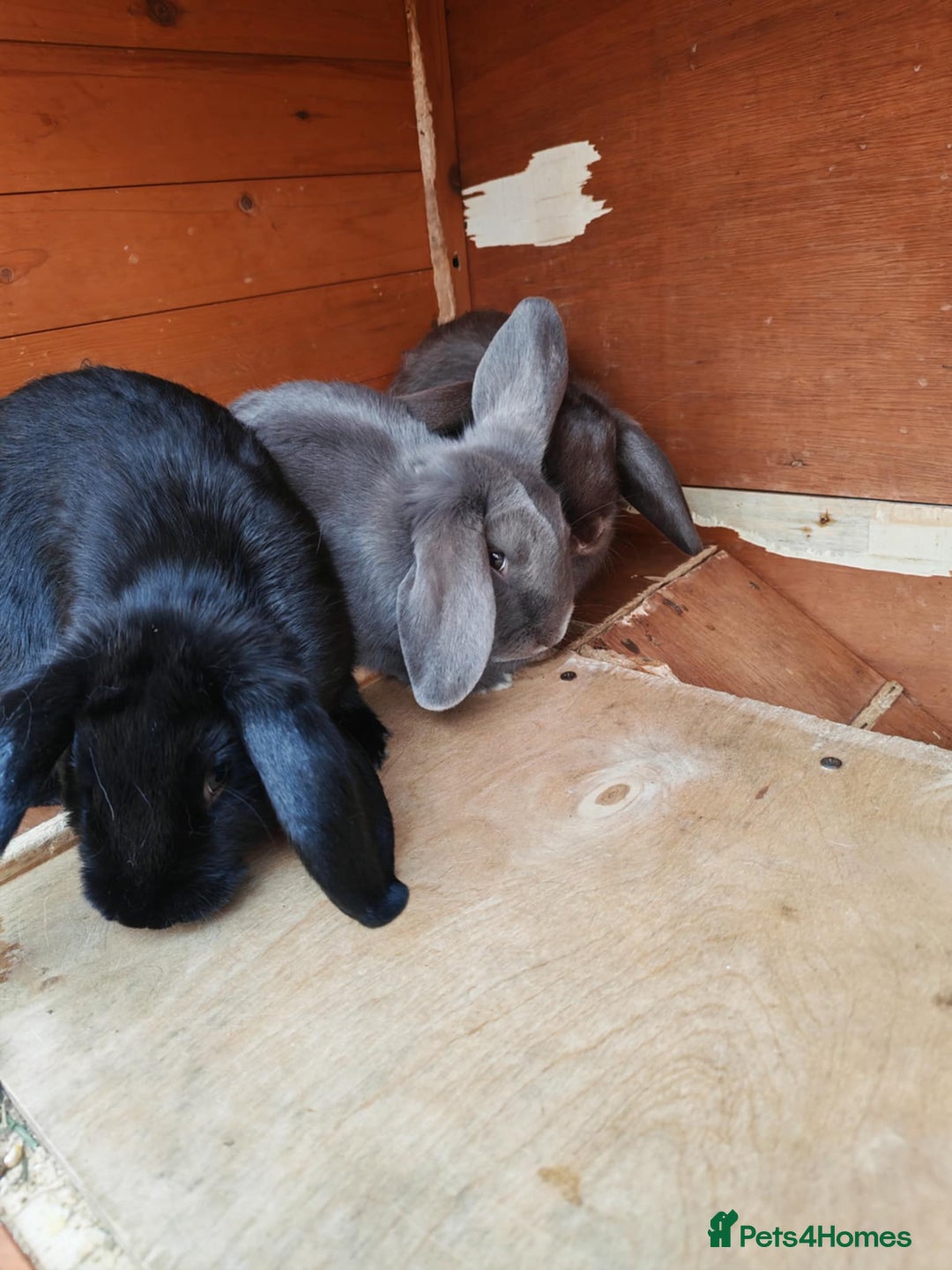 Mini Lop rabbits for sale: Rabbit  - Image 5