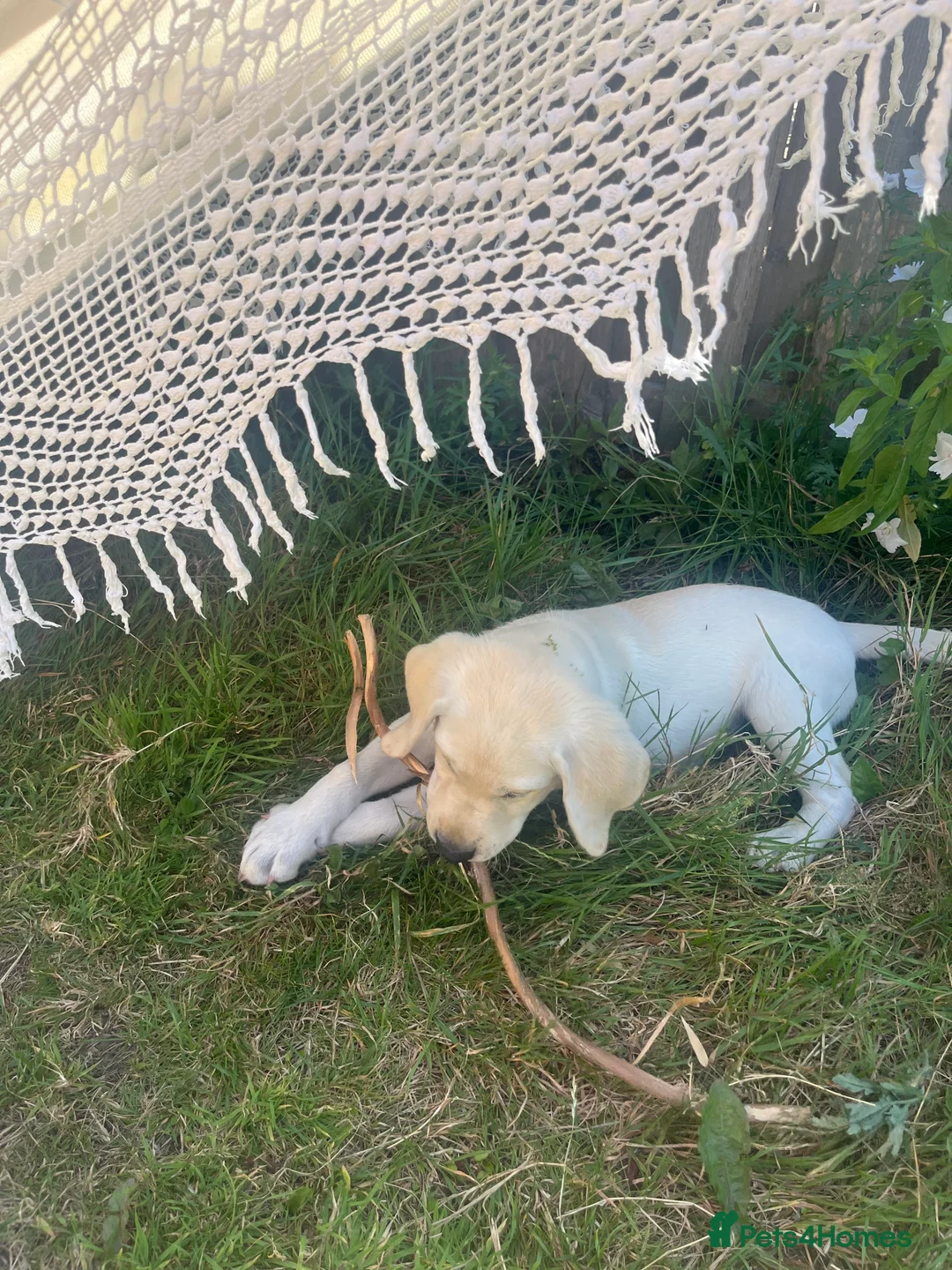 Labrador Retriever dogs for sale: Welcome Anjola, 9-month old Labrador, to your home - Advert 11