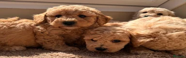 Poochon 2