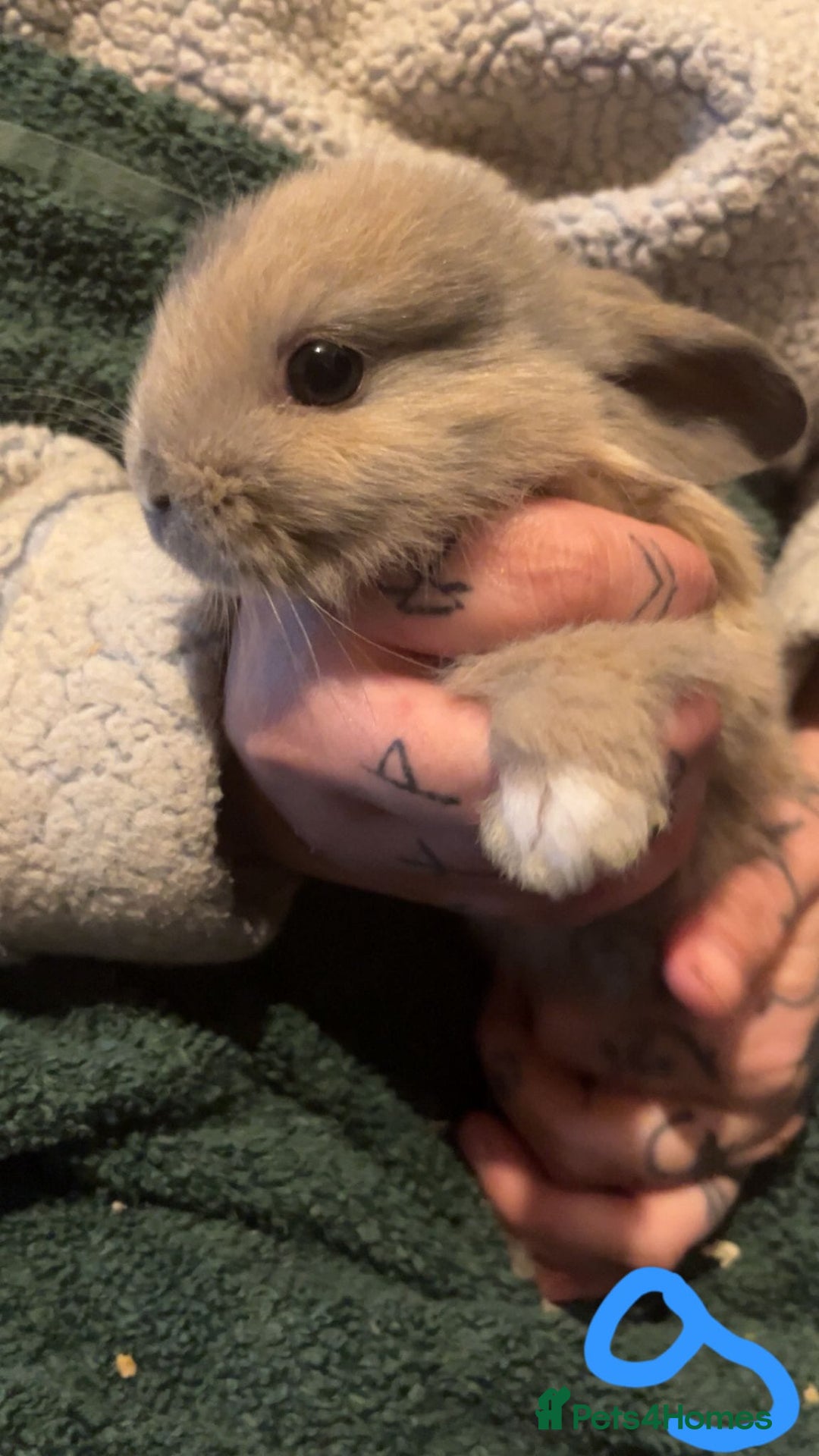 Mini Lop rabbits for sale: Mini lop kits - Image 1