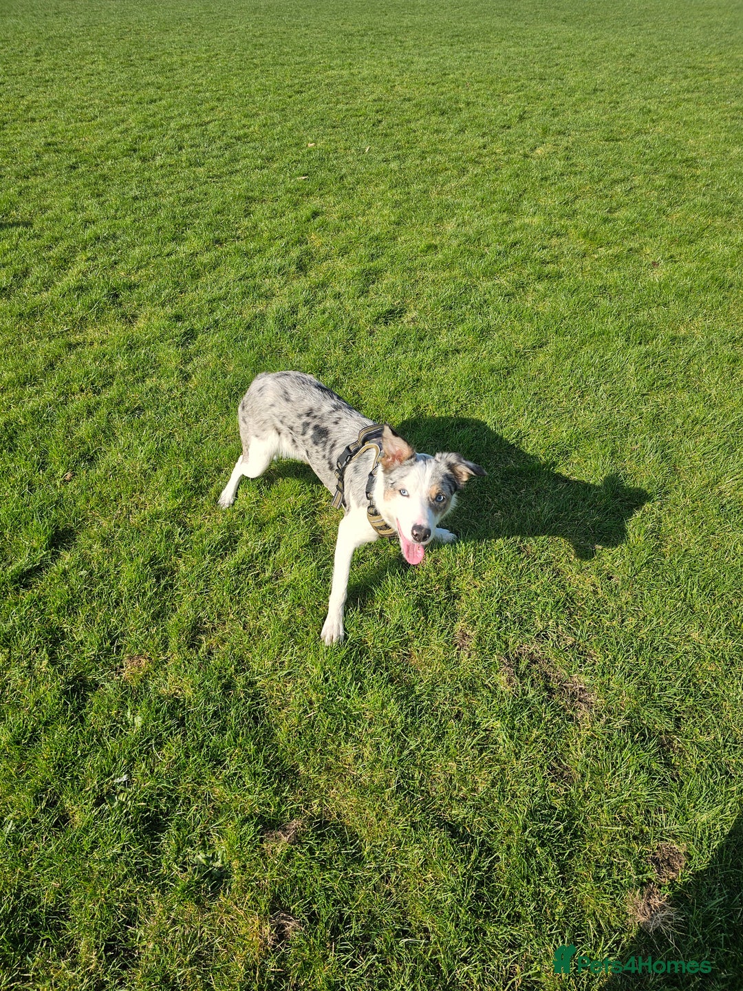 Border Collie dogs for sale: 1 year old tri border collie  - Advert 6