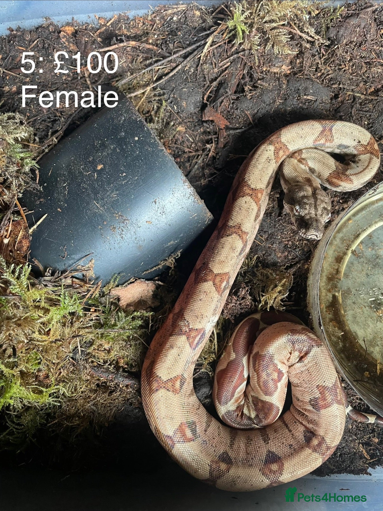 Boa Snake reptiles Baby boa constrictors various morphs - Advert 5
