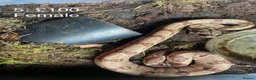 Boa Snake reptiles for sale: Baby boa constrictors various morphs - Advert 1