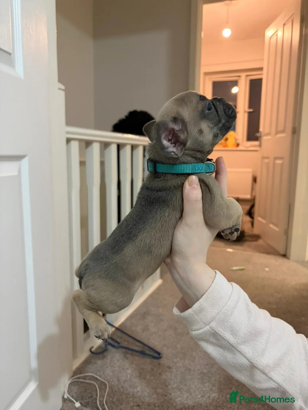 French Bulldog dogs for sale: FLUFFY PINK ISABELLA BLUE TAN KC REGISTERED  - Advert 9