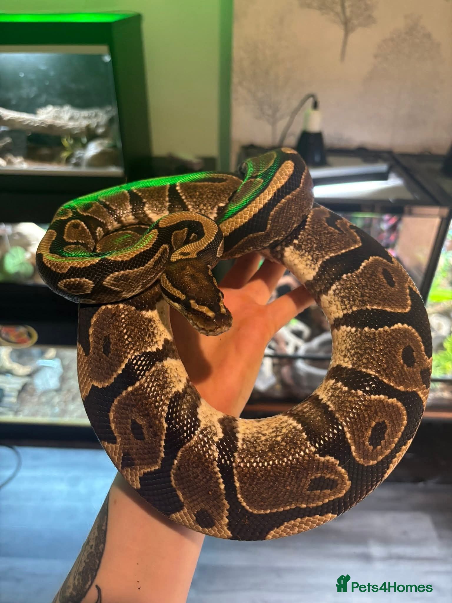 Python Snake reptiles Female ball python  - Advert 4