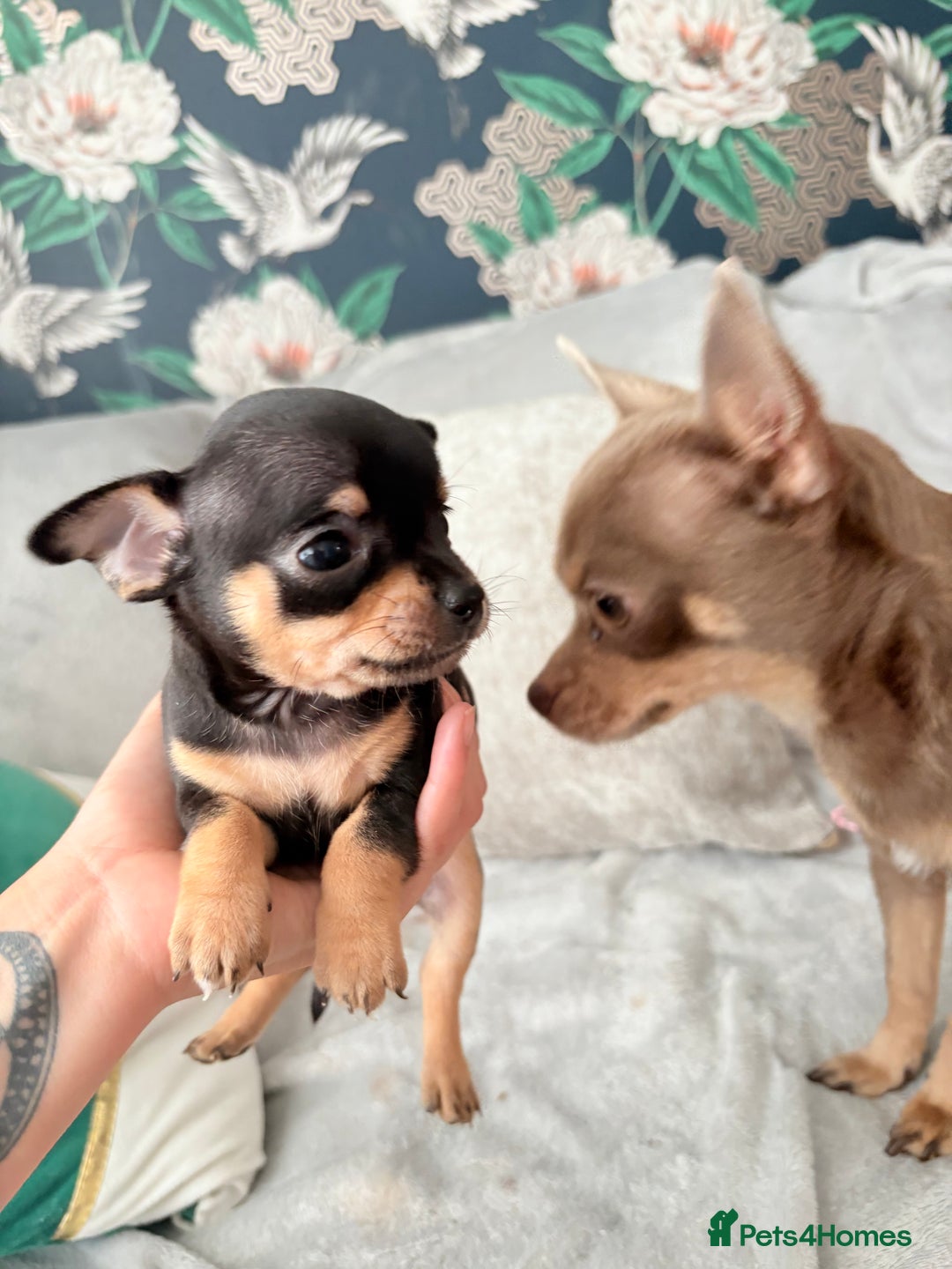 Chihuahua dogs for sale: 2 boys looking for there forever homes - Image 4