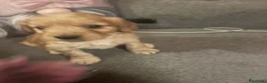 Cockapoo 1