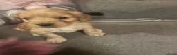 Cockapoo dogs for sale: Gorgeous Cockapoo Puppies Seeking Loving Families - Advert 4