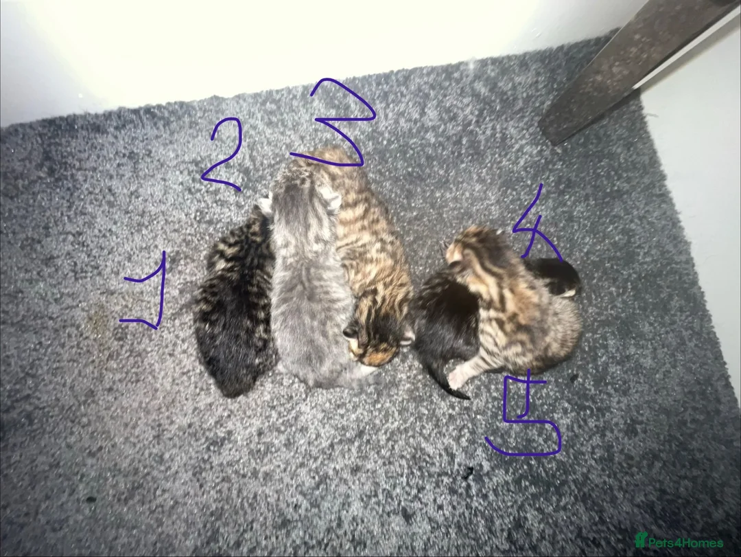 Bengal cats for sale: 5 Bengal x ginger tabby kittens  in Melksham - Advert 2