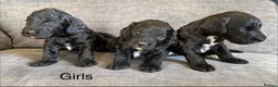Cockapoo dogs for sale: Cockapoo puppies - Advert 3