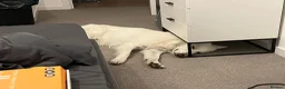 White Swiss Shepherd dogs for sale: KC registerd Well-Trained White Swiss Shepherd - Advert 3