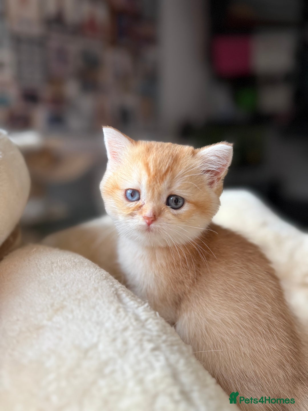 British Shorthair cats for sale: GCCF reg BSH Chocolate and Black Golden Kittens - Advert 20