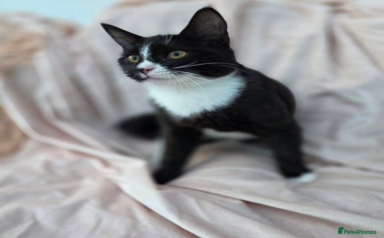 Mixed Breed cats - Advert 6