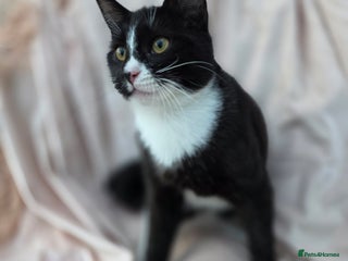 Mixed Breed cats Mixed Female Maine Coons For Sale - Advert 8