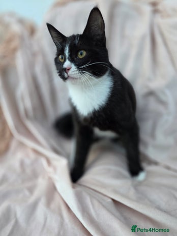 Mixed Breed cats - Advert 6