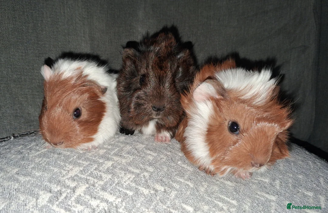 Guinea Pig rodents for sale: Beautiful baby boars for sale - Advert 2