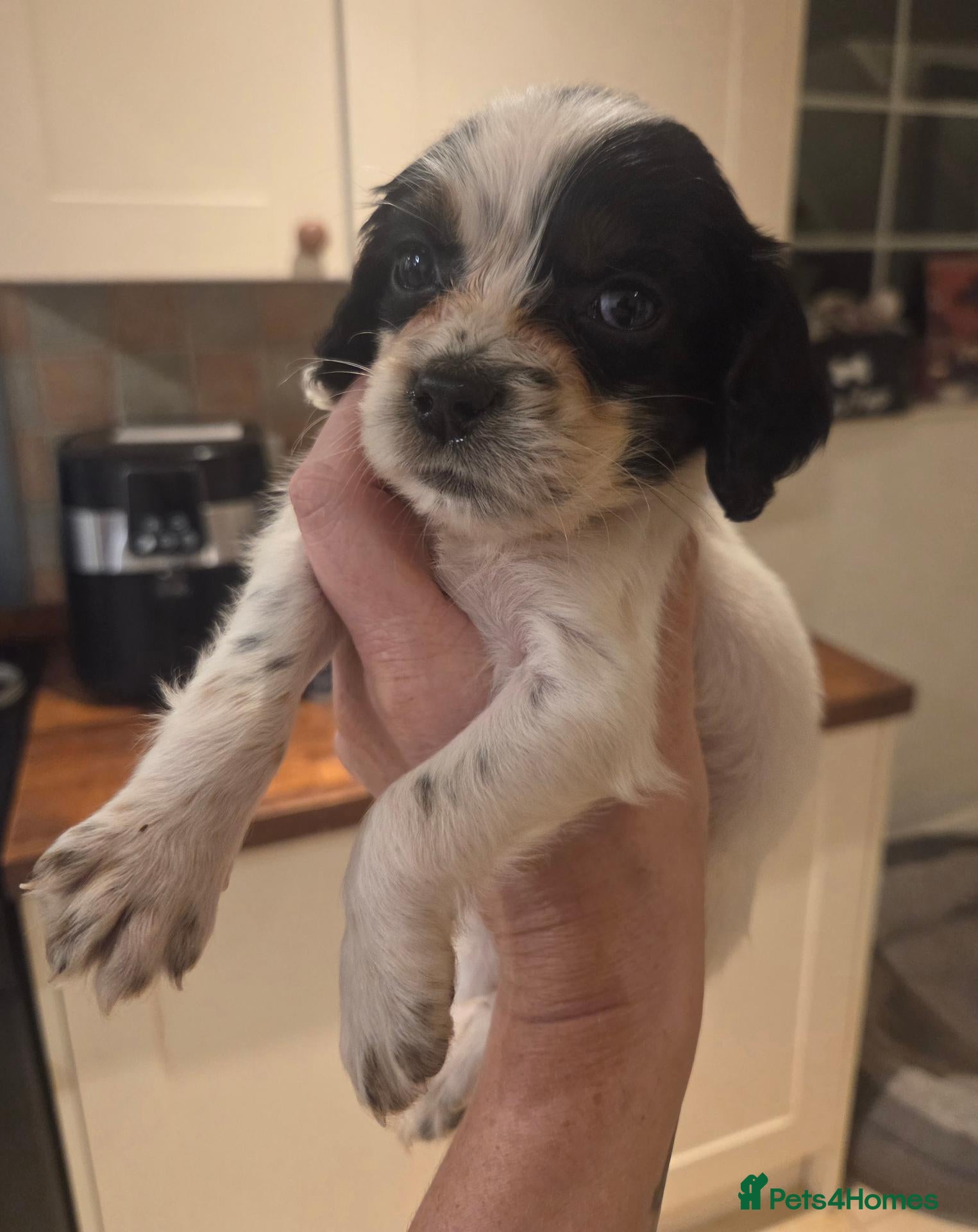 Cocker Spaniel dogs Kc/health tested boys  - Advert 2