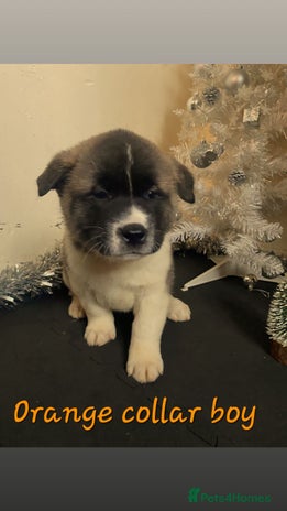 Akita dogs Ready to leave in 1 week.American Akita Puppies 🐾 - Advert 2