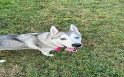 Siberian Husky dogs for sale: Husky  - Image 3