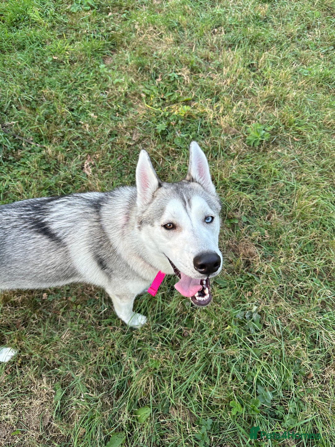 Siberian Husky dogs for sale: Husky  - Image 3