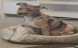 Mixed Breed dogs for sale: Pups for sale - Image 1