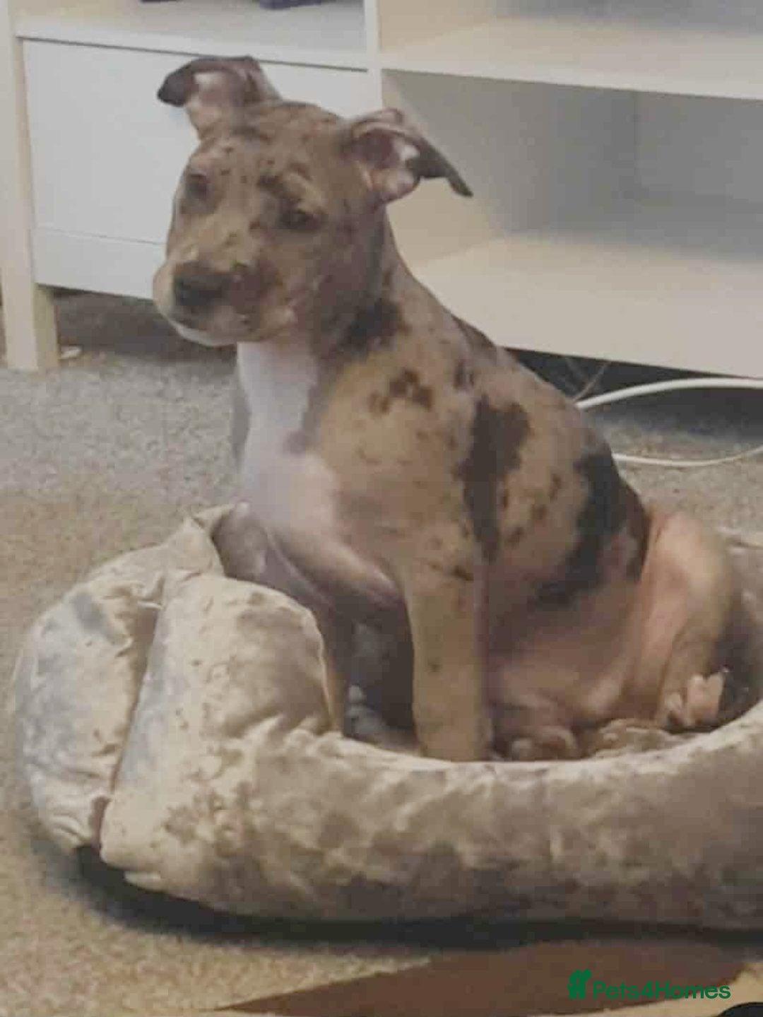 Mixed Breed dogs for sale: Pups for sale - Image 1