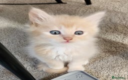 Ragdoll cats for sale: Beautiful Ragdoll Kittens  - Image 11