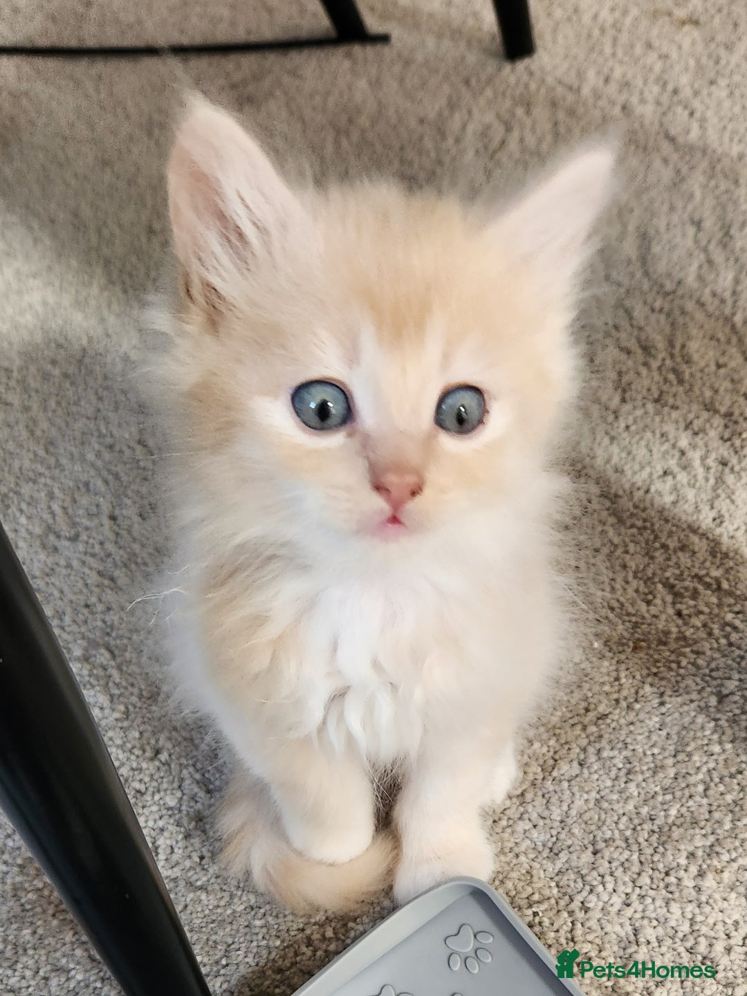 Ragdoll cats for sale: Beautiful Ragdoll Kittens  - Image 11