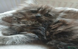 Mixed Breed cats for sale: British long hair cross Ragdoll  - Image 23