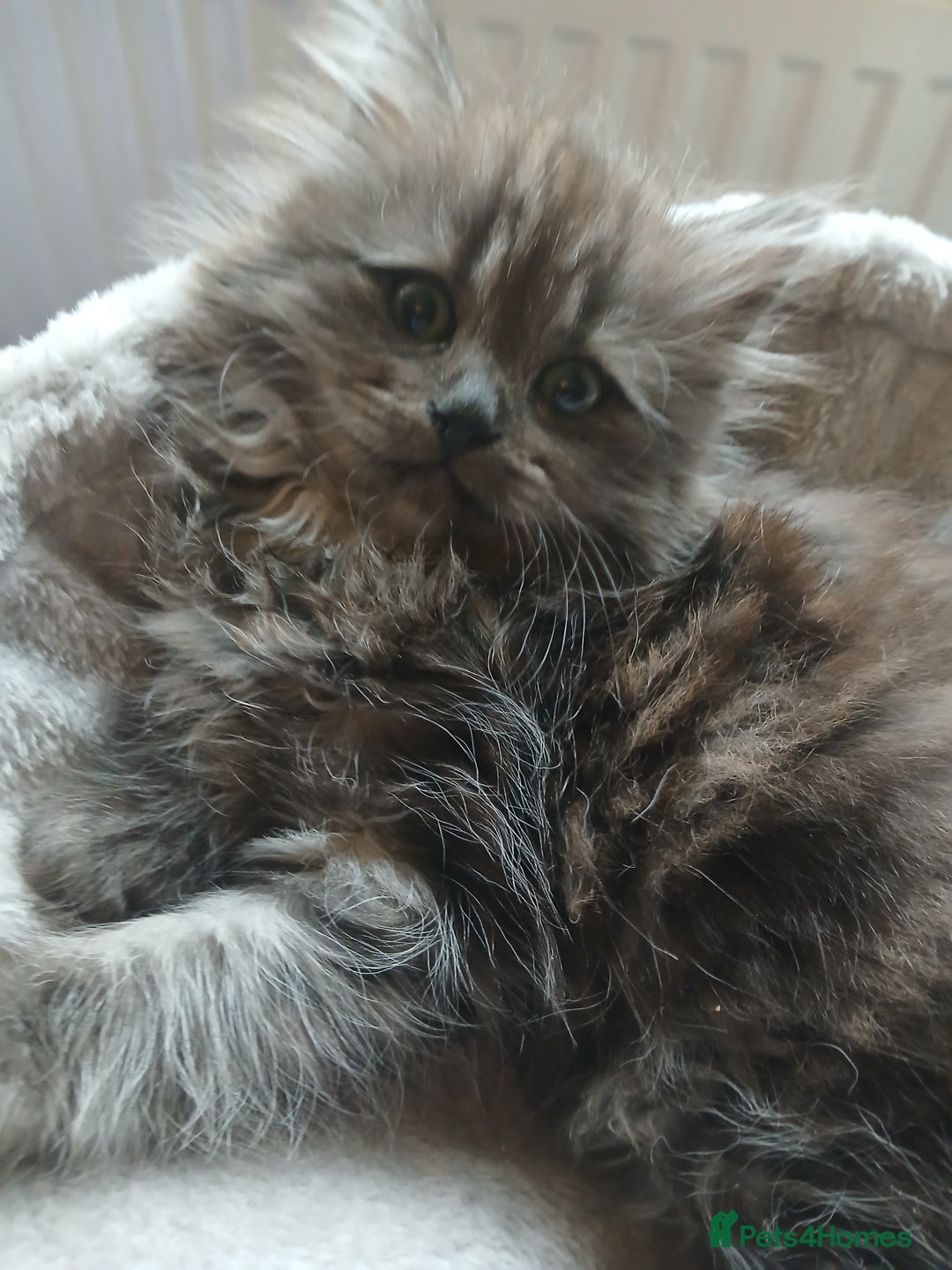 Mixed Breed cats for sale: British long hair cross Ragdoll  - Image 23
