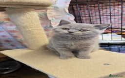 British Shorthair cats for sale: Beautiful full pedigree British  - Image 8