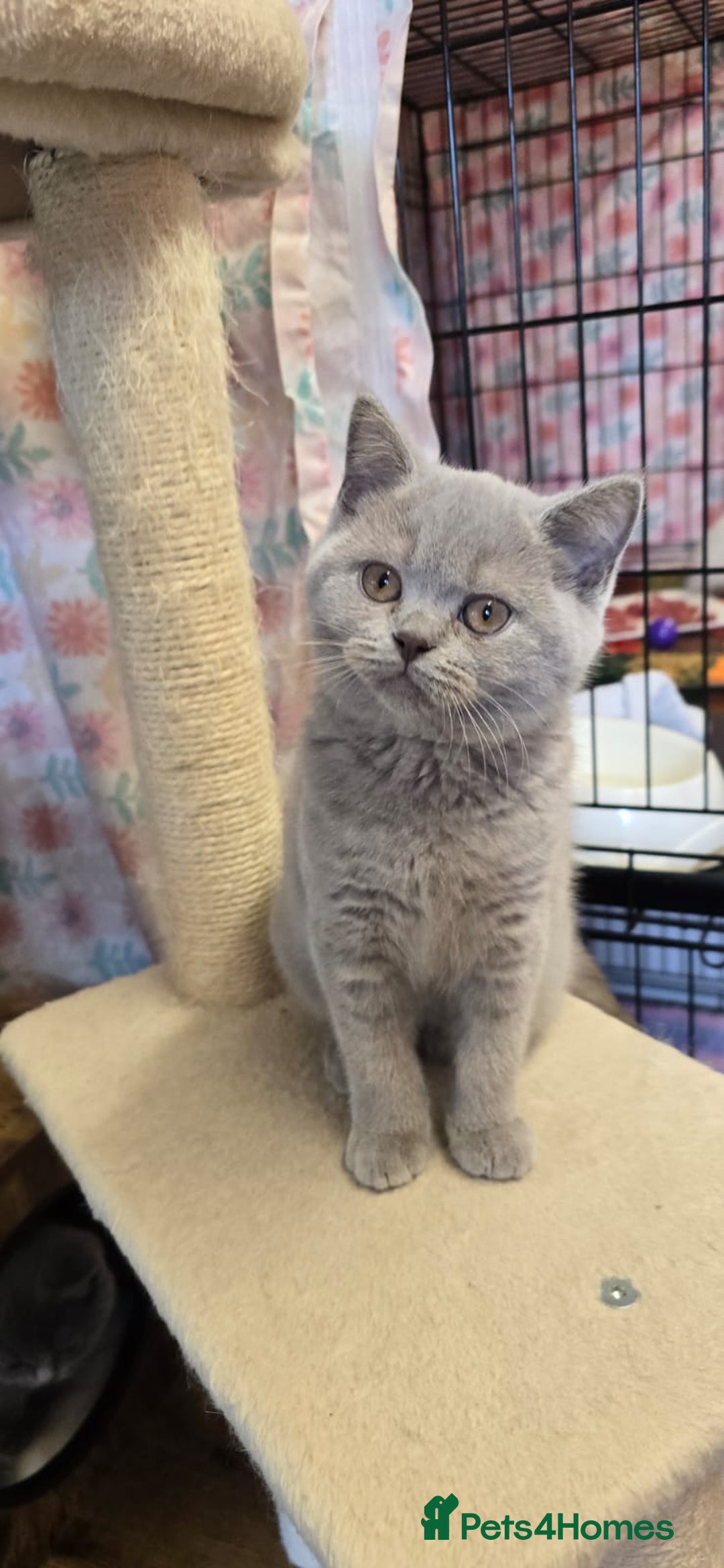 British Shorthair cats for sale: Beautiful full pedigree British  - Image 8