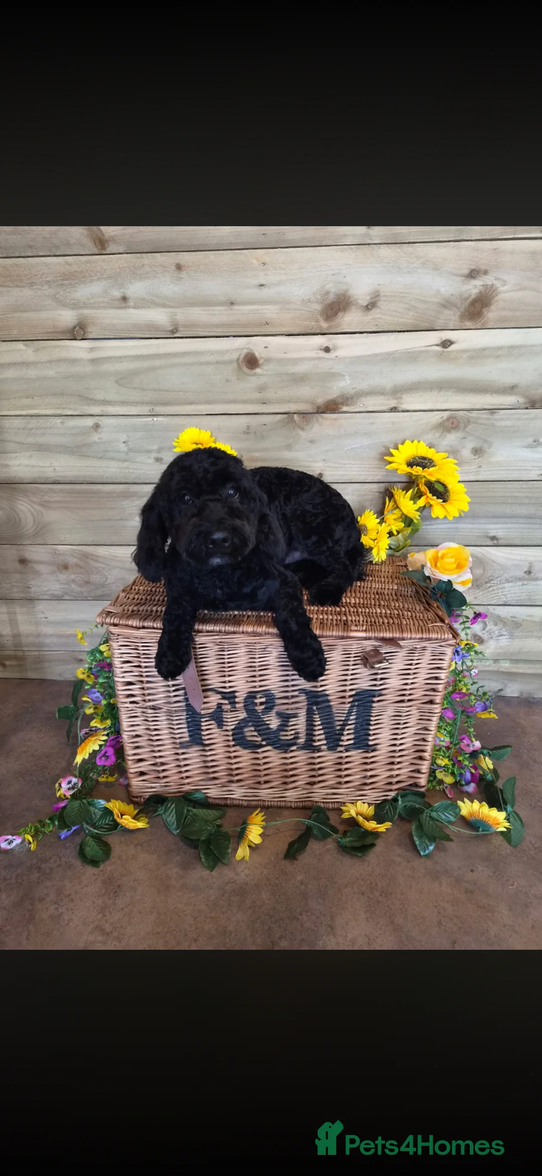 Cockapoo dogs for sale: 14 Month old Cockerpoo - Advert 2