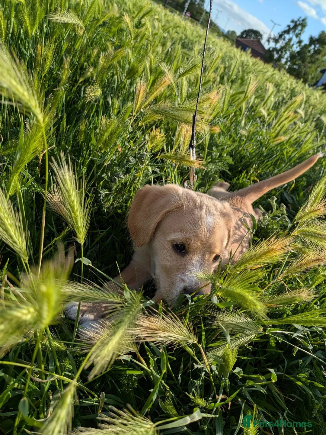 Mixed Breed dogs for sale: Cockalier - 14 weeks  in Worcester - Advert 8