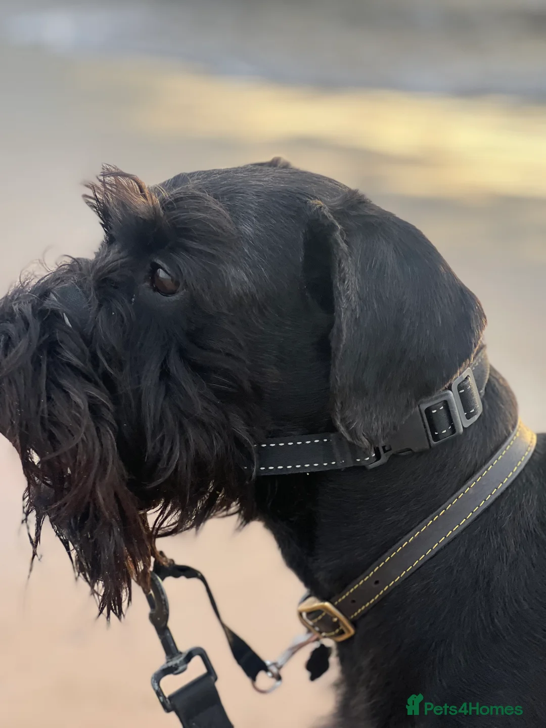 Schnauzer dogs for sale: Standard schnauzer aged 2 1/2 Boy  - Advert 10