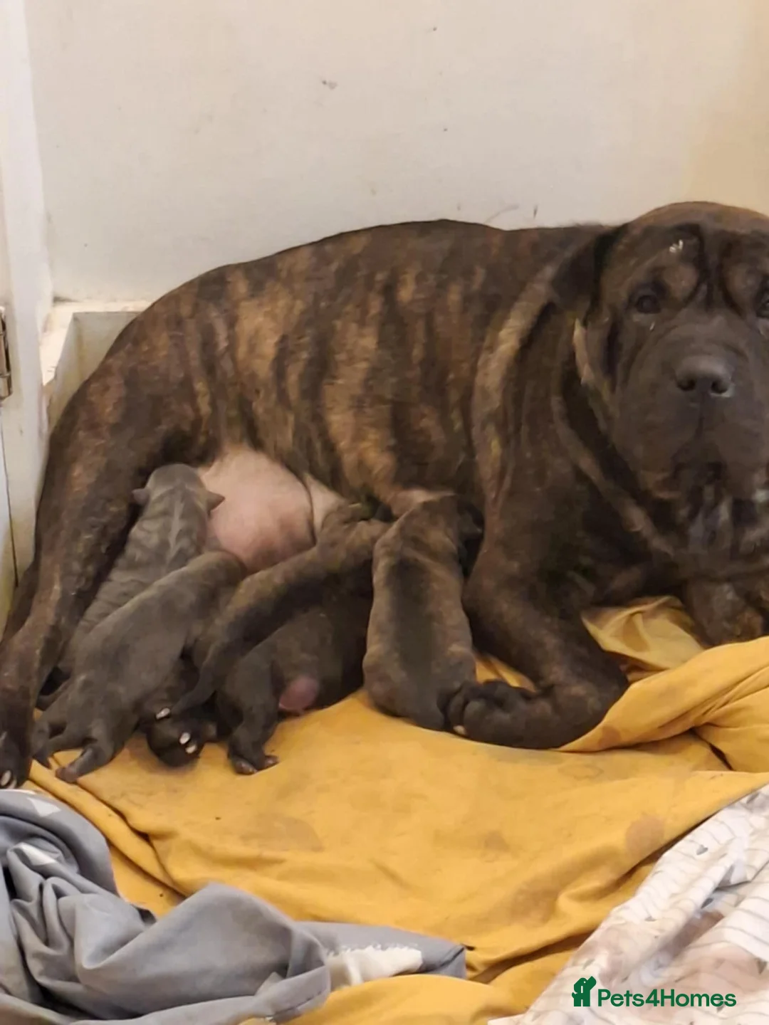 Mixed Breed dogs for sale: 🐾 4 Gorgeous Puppies Looking for Forever Homes🐾 - Advert 5