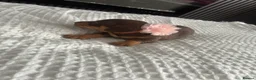 Miniature Dachshund dogs for sale: Miniature KC  dachshund puppies - Advert 28