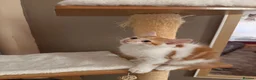 Norwegian Forest Cat cats for sale: Beautiful Norwegian Forest Cat  in Droitwich - Advert 10