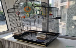 Budgerigars birds for sale: Pair of budgies with cage - Image 8