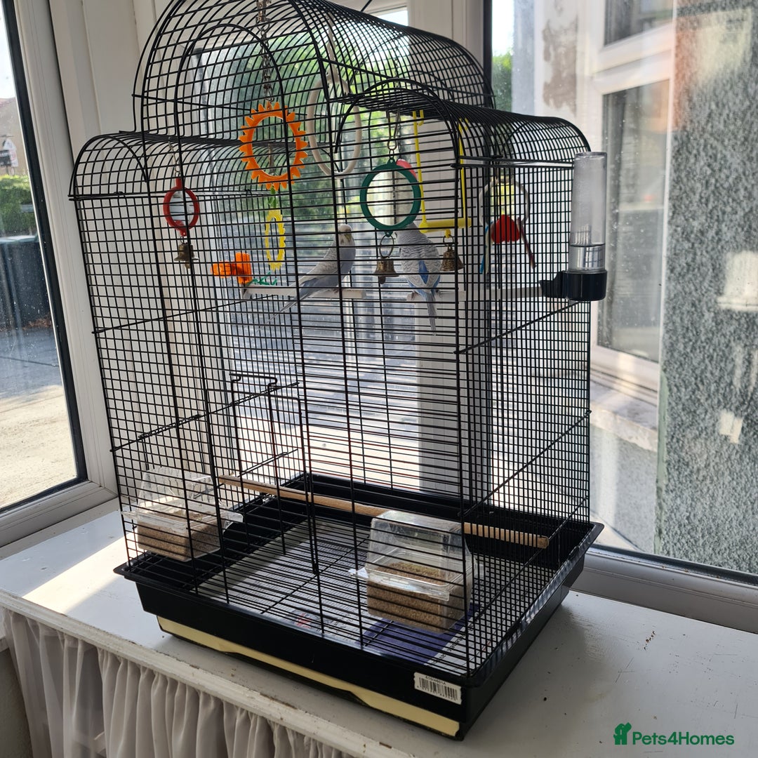 Budgerigars birds for sale: Pair of budgies with cage - Image 8
