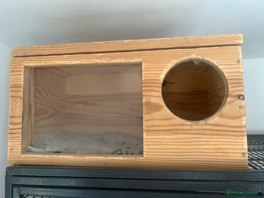Chinchilla rodents for sale: 2 Female Chinchillas and Full set up!  - Image 20