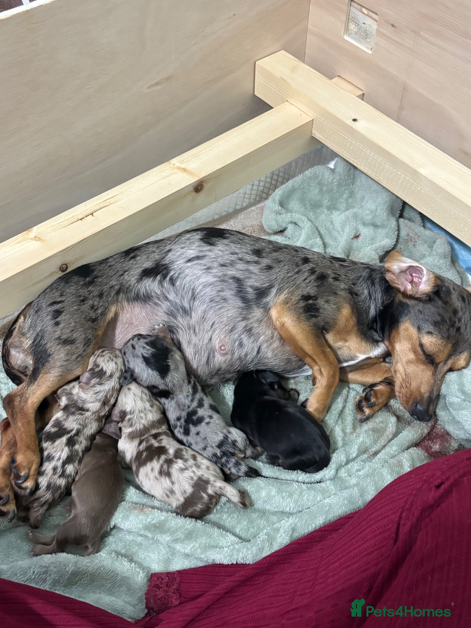 Dachshund dogs 🐾Mini Dachshund x Chihuahua (Chiweenie) - Advert 17