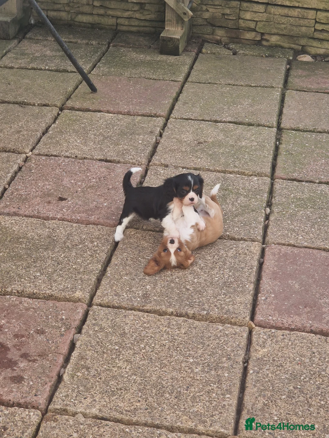 Cavalier King Charles Spaniel dogs for sale: Cavalier King Charles Spaniel! in Telford - Advert 5