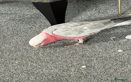 Cockatoo birds for sale: Floyd the Galah - Image 7