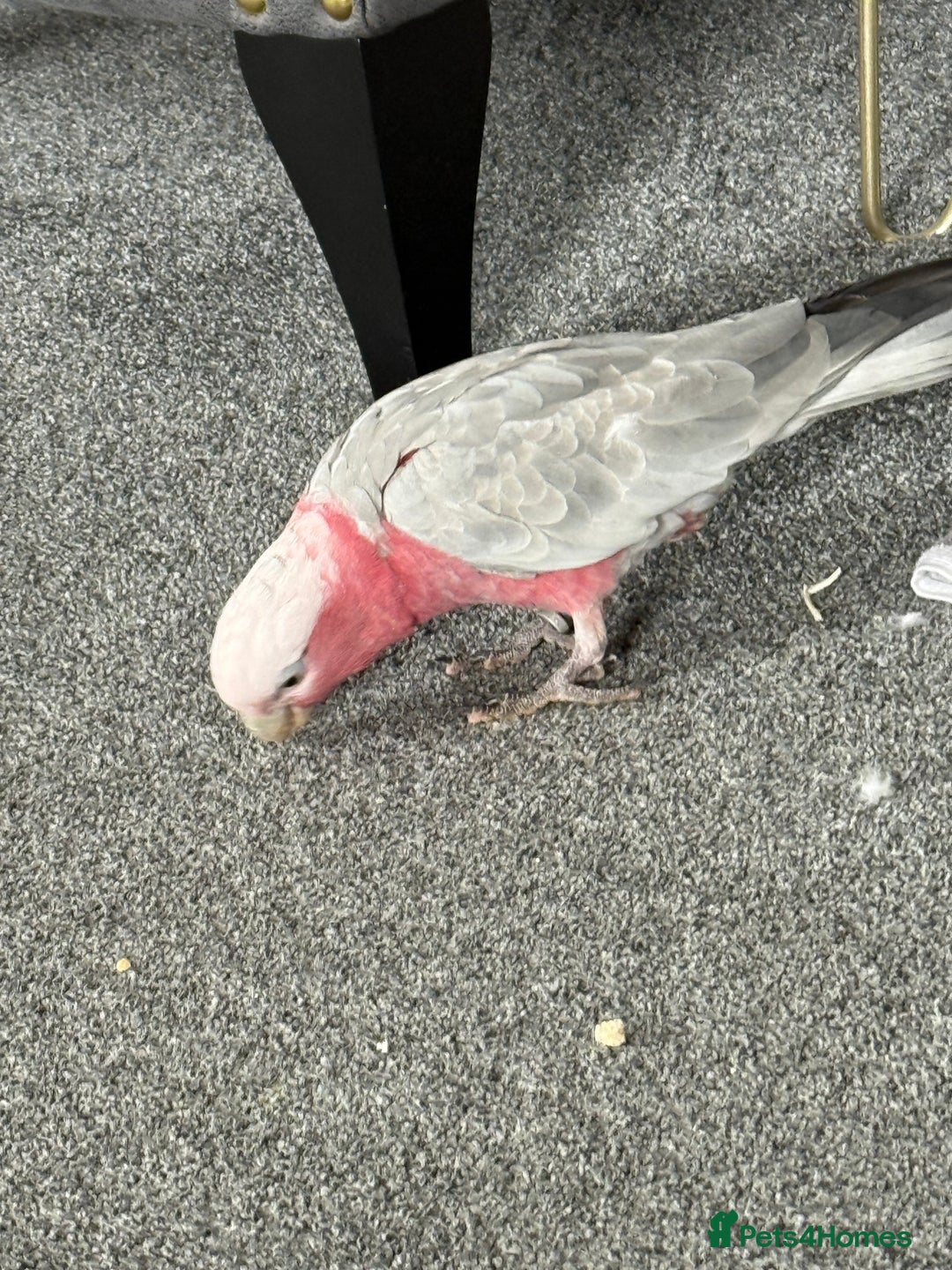 Cockatoo birds for sale: Floyd the Galah - Image 7
