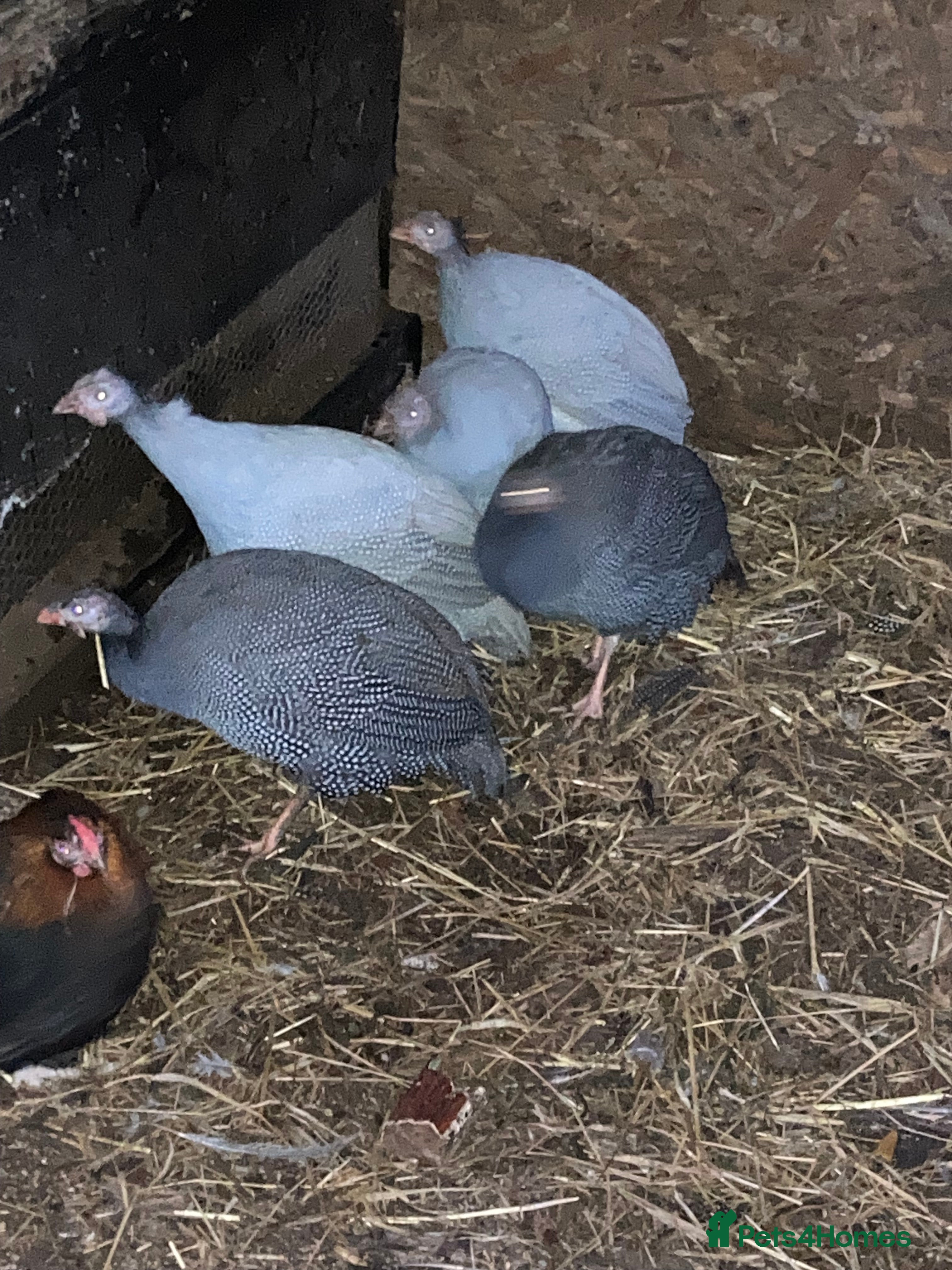 Guinea Fowl poultry 5 Guinea fowl - Advert 7