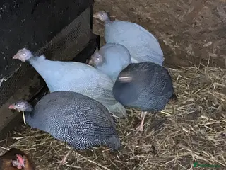 Guinea Fowl poultry 5 Guinea fowl - Advert 5