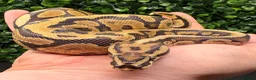 Python Snake reptiles for sale: Juvenile ball pythons - Advert 1