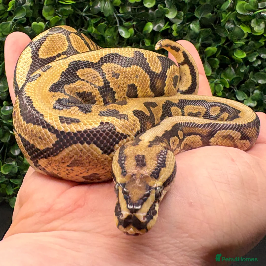 Python Snake reptiles for sale: Juvenile ball pythons - Advert 1